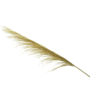 Pampa grass pendones