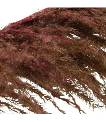 Pampa grass pendones