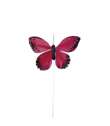 Mariposa Surtida Media