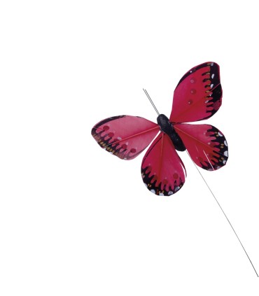 Mariposa Surtida Media